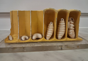 cykl rozwojowy pszczoły