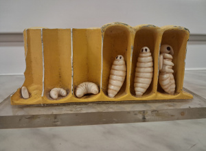 w świecie pszczół