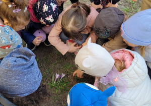 Dzieci oglądają krokusy.
