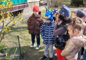 Dzieci z bliska podziwiają krzew forsycji.