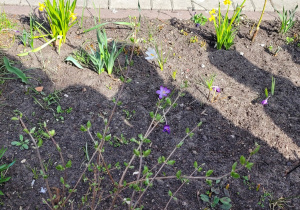 Dzieci oglądają przydomowy ogródek, w którym znajdują się: krokusy, cebulice, żonkile.