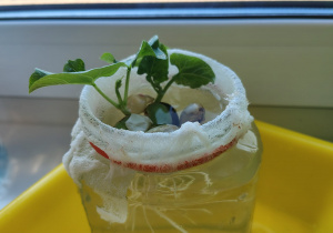 grupa Krasnoludki sadzi fasolkę