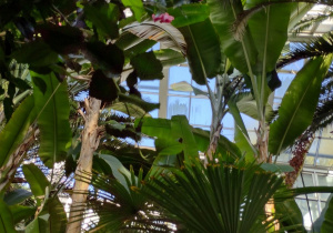 Oglądamy rośliny w palmiarni
